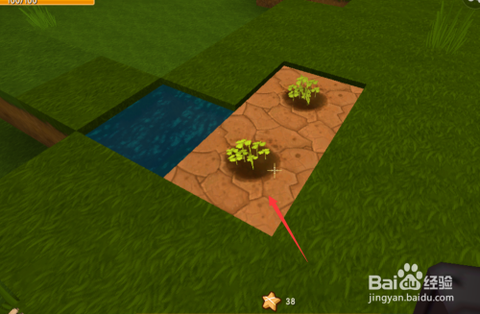 迷你世界龙血树怎么种