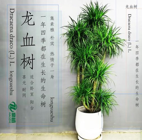 迷你世界龙血树怎么种[图1]