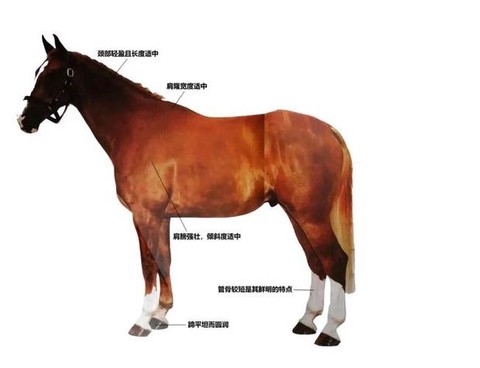 荒野大镖客如何获得马匹